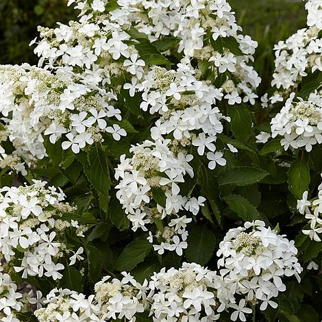 Hydrangea Paniculata 'Levana' - Image 3