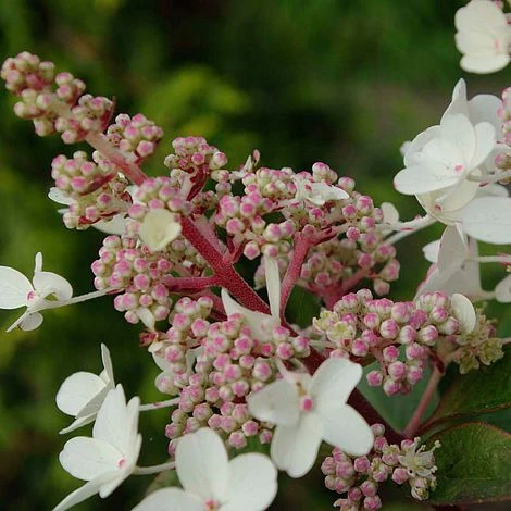 Hydrangea Paniculata 'Candlelight' - Image 2