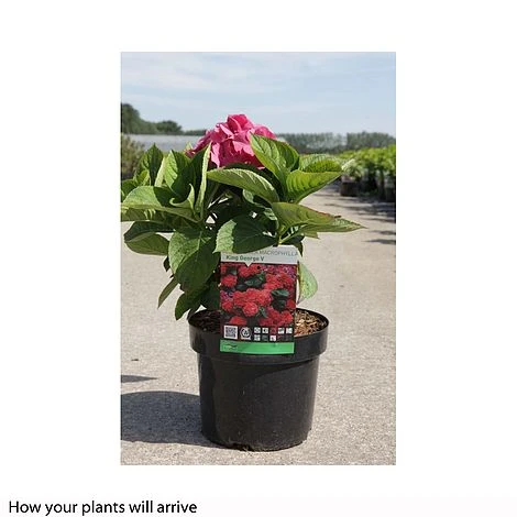 Hydrangea Macrophylla 'King George V' - Image 2