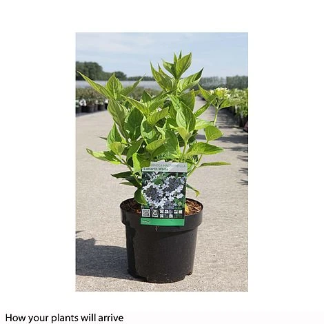 Hydrangea Macrophylla 'Lanarth White' - Image 2