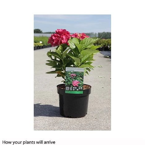 Hydrangea Macrophylla 'Leuchtfeuer' - Image 2