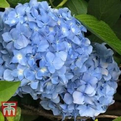Hydrangea Macrophylla 'Nikko Blue'