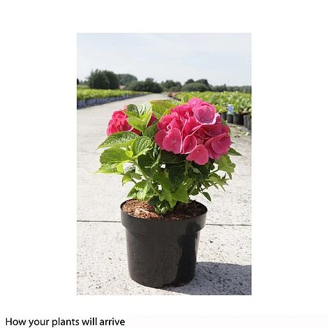 Hydrangea Macrophylla 'Red Baron' - Image 2