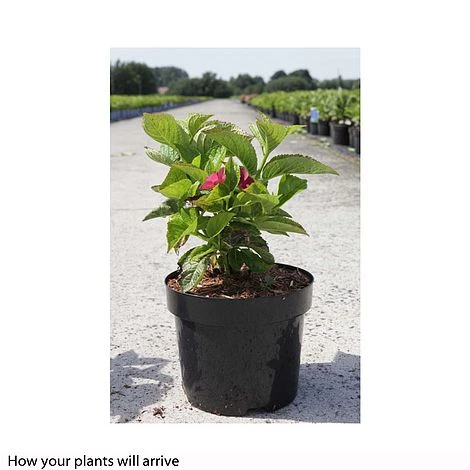 Hydrangea Macrophylla 'Rotschwanz' - Image 2