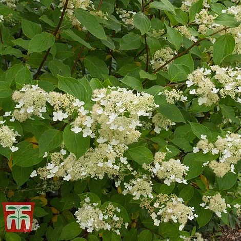 Hydrangea Paniculata 'Kyushu' - Image 3