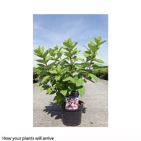 Hydrangea Paniculata 'Mega Mindy' - Image 2