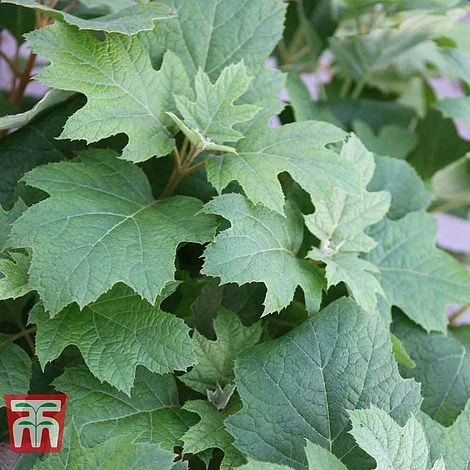 Hydrangea Quercifolia 'Snow Queen' - Image 3