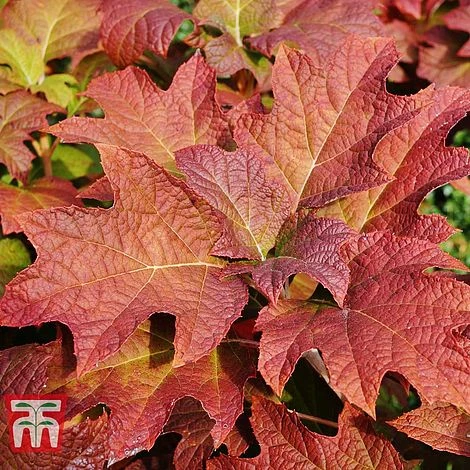 Hydrangea Quercifolia 'Snow Queen' - Image 4