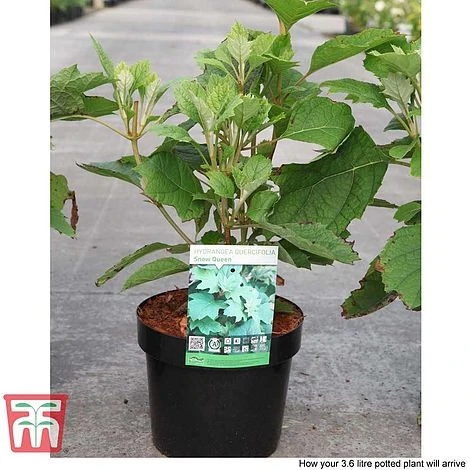 Hydrangea Quercifolia 'Snow Queen' - Image 5