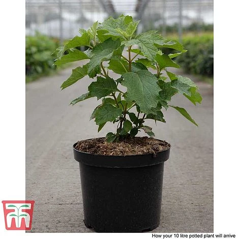 Hydrangea Quercifolia 'Snow Queen' - Image 6