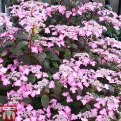 Hydrangea Serrata 'Avelroz'