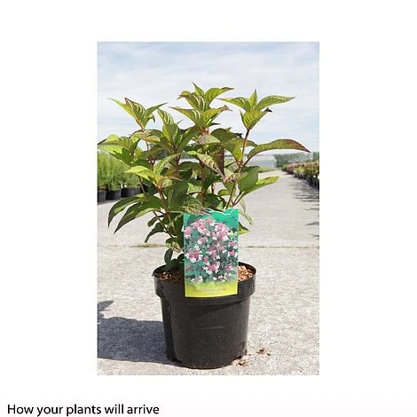 Hydrangea Serrata 'Intermedia' (Acuminata) - Image 2