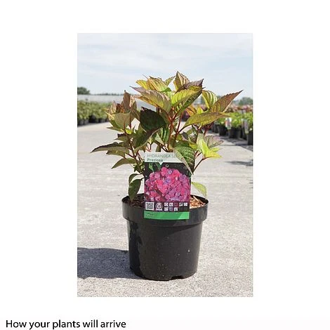 Hydrangea Serrata Preziosa' - Image 2