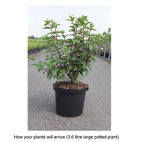 Hydrangea Paniculata 'Sundae Fraise' - Image 4