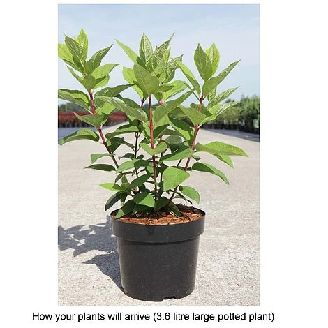 Hydrangea Paniculata 'Tickled Pink' - Image 2