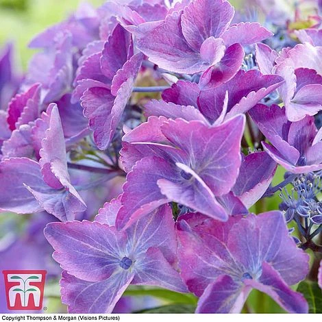 Hydrangea Macrophylla 'Black Diamonds Shining Angel Blue' - Image 3