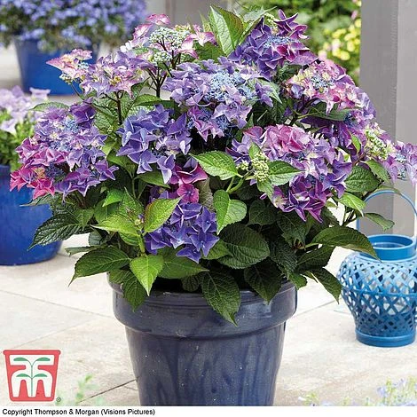 Hydrangea Macrophylla 'Black Diamonds Shining Angel Blue' - Image 5