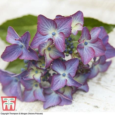 Hydrangea Macrophylla 'Black Diamonds Shining Angel Blue' - Image 7