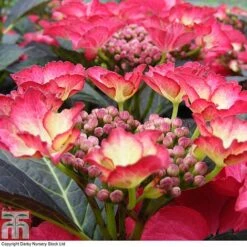 Hydrangea Macrophylla 'Dark Angel'