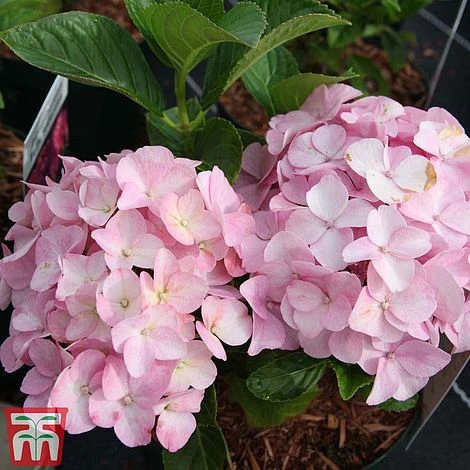 Hydrangea Macrophylla 'Belle Seduction'