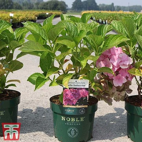 Hydrangea Macrophylla 'Belle Seduction' - Image 2