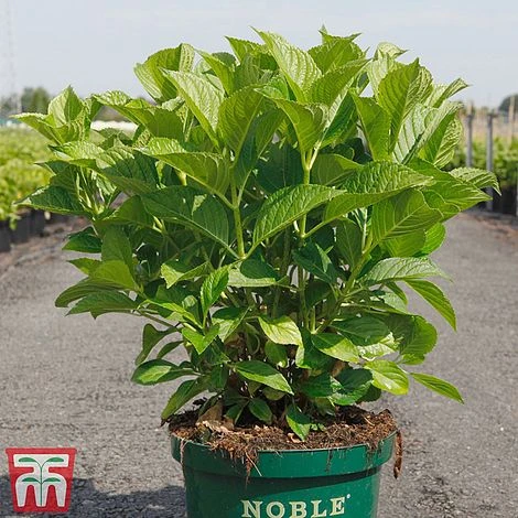 Hydrangea Macrophylla 'Belle Seduction' - Image 3