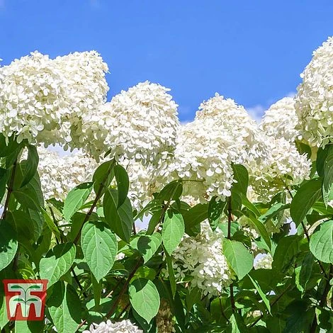 Hydrangea Paniculata 'Polar Bear' - Image 2