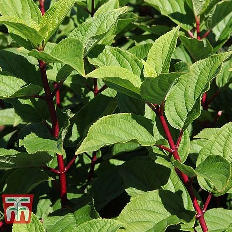 Hydrangea Paniculata 'Wim's Red' - Image 3