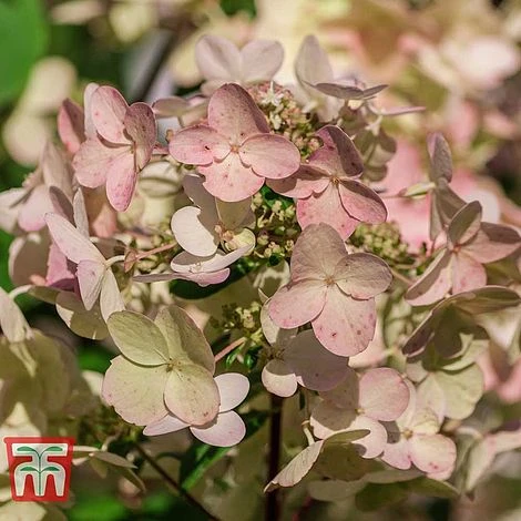Hydrangea Paniculata 'Wim's Red' - Image 2