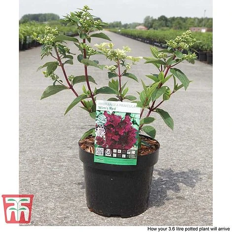 Hydrangea Paniculata 'Wim's Red' - Image 4