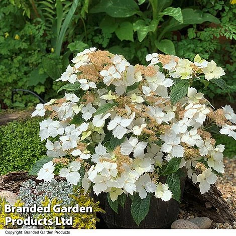 Hydrangea 'Summer Bride' - Image 2