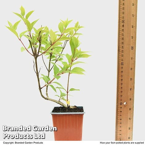 Hydrangea Paniculata 'Magical Moonlight' - Image 4