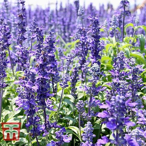 Hyssopus Officinalis