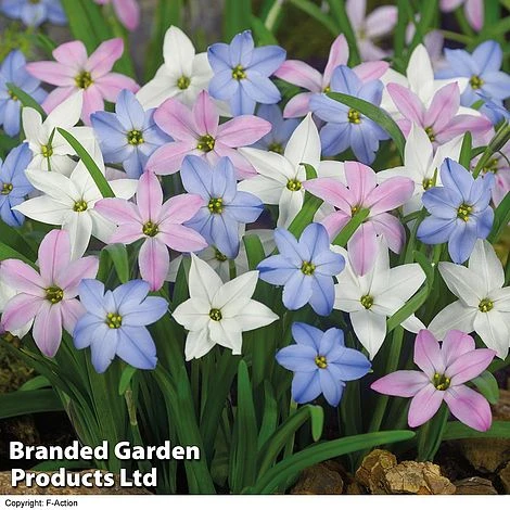 Spring Bulb Royal Collection - Image 2