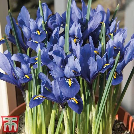 Iris Dwarf Collection - Image 2