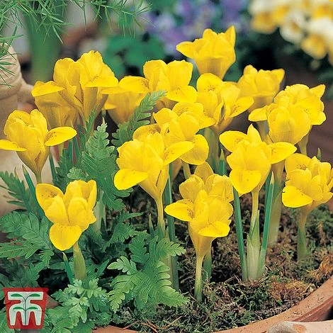 Iris Dwarf Collection - Image 3