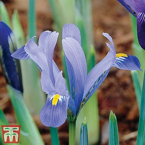 Iris Dwarf Collection - Image 4