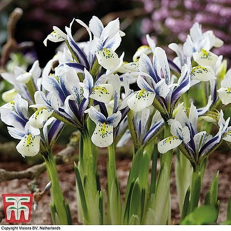 Spring Bulb Variety Bundle - Image 8