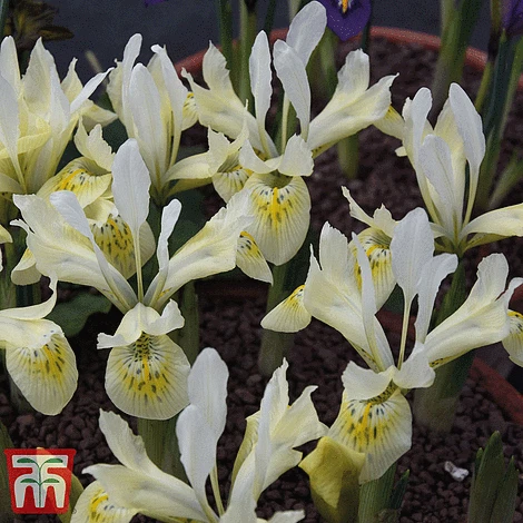 Iris 'Katharine's Collection' - Image 2