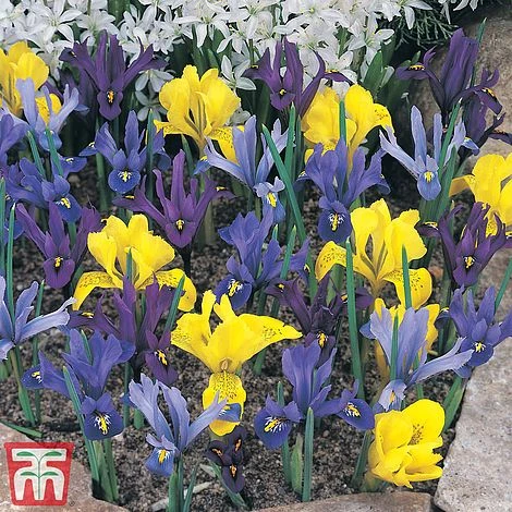 Iris Dwarf Collection