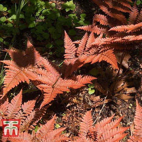 Dryopteris Erythrosora - Image 2