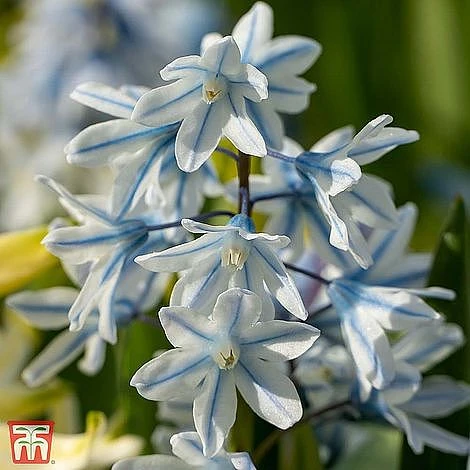 Spring Bulb Variety Bundle - Image 9