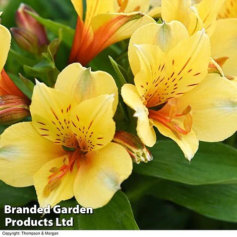 Alstroemeria 'Valley' Collection (Summer Paradise Series) - Image 3