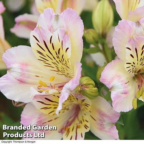 Alstroemeria 'Valley' Collection (Summer Paradise Series) - Image 4