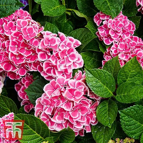 Hydrangea Macrophylla 'Camilla' - Image 3