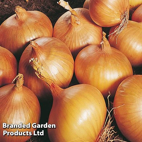 Onion Triple Pack (Autumn Planting) - Image 2