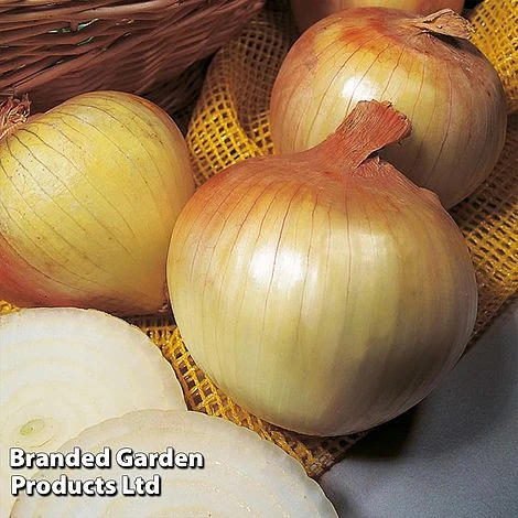 Onion Triple Pack (Autumn Planting) - Image 3