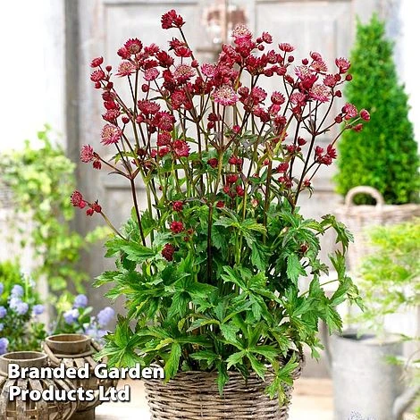 Astrantia Star Of Love - Image 2