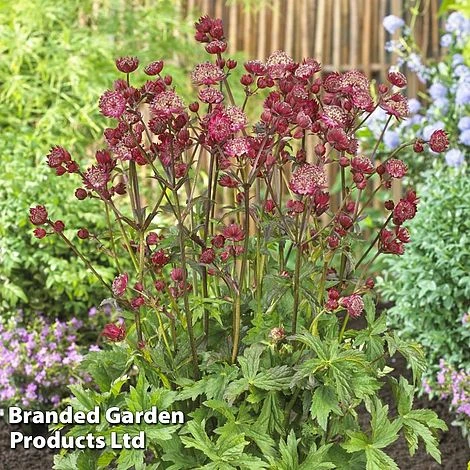 Astrantia Star Of Love - Image 3