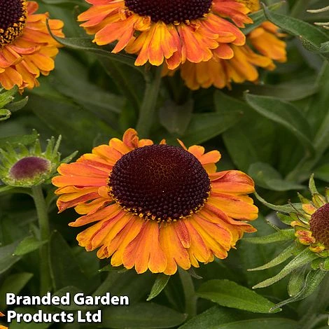 Helenium 'Short 'n' Sassy' - Image 3